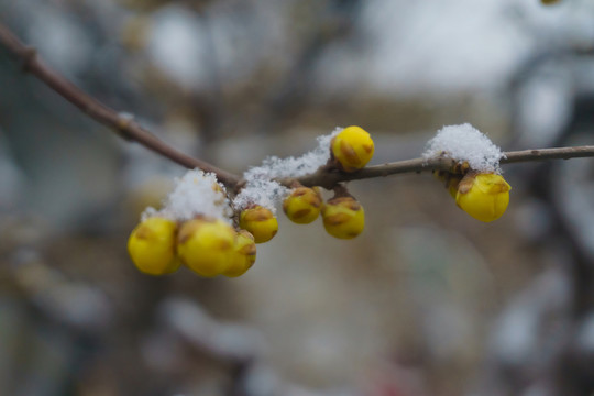 雪后的濟南趵突泉公園 （8）