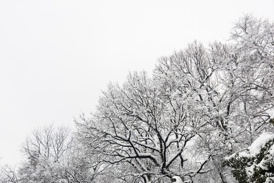 被雪覆蓋的樹枝