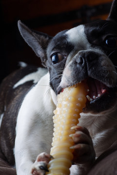 法國斗牛犬