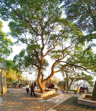 綠樹背景