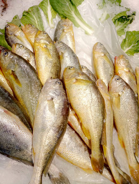 鮮黃花魚 小黃花魚 小黃魚