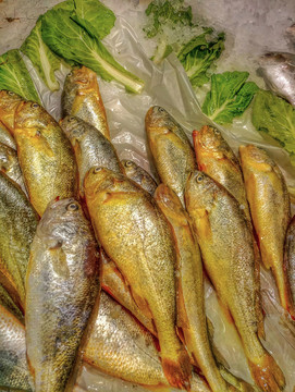 鮮黃花魚 小黃花魚 小黃魚