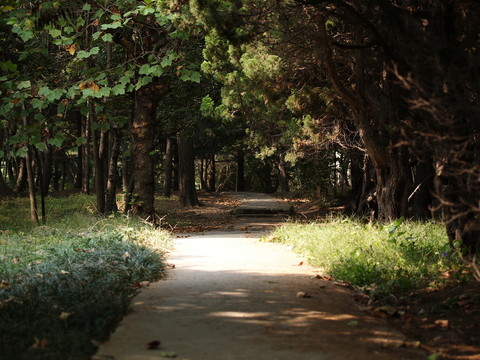 青島八大關(guān)秋色