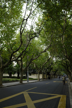 林蔭道
