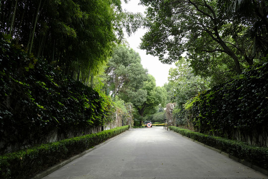 林蔭道