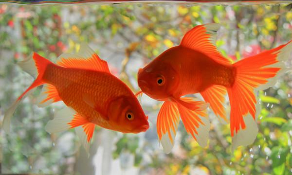 雙魚