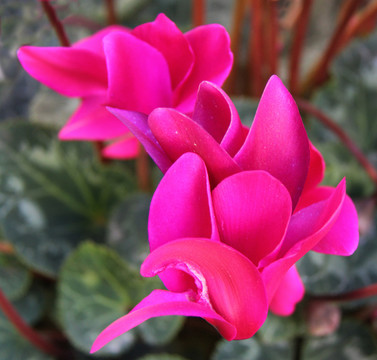 紅花