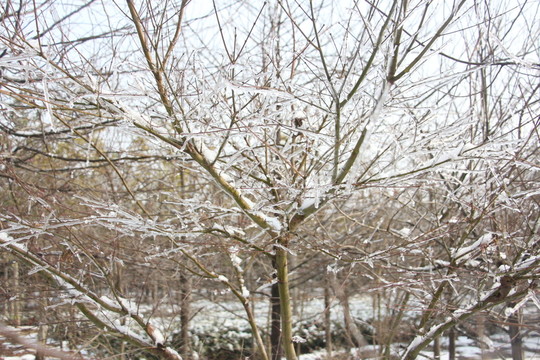 雪后美景 玉樹(shù)臨風(fēng) （1）