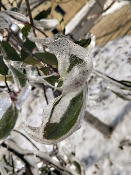 雪后美景 玉樹(shù)臨風(fēng) （51）