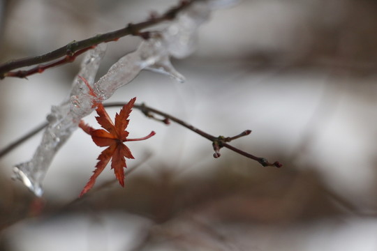 雪后美景 玉樹臨風(fēng) （10）