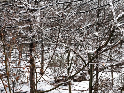 雪后美景 玉樹臨風 （31）