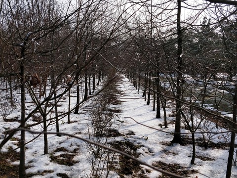 雪后美景 玉樹臨風(fēng) （41）