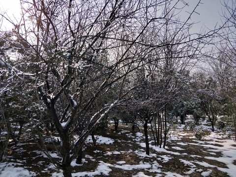 雪后美景 玉樹臨風(fēng) （23）