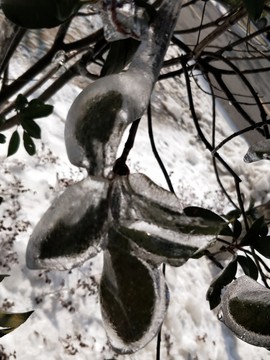 雪后美景 玉樹臨風 （56）