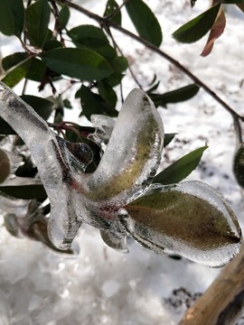 雪后美景 玉樹臨風 （45）