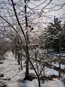 雪后美景 玉樹臨風 （26）