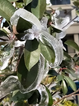 雪后美景 玉樹(shù)臨風(fēng) （47）
