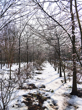 雪后美景 玉樹臨風(fēng) （27）