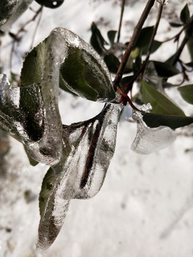 雪后美景 玉樹臨風 （50）