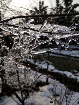 雪后美景 玉樹臨風(fēng) （29）