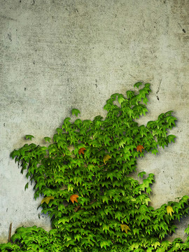 植物背景墻