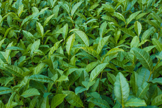 老茶葉 茶葉背景 綠葉背景