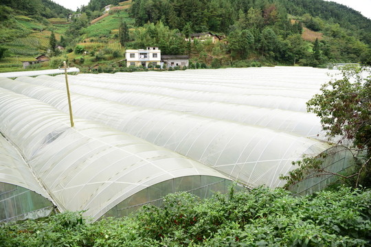瓜果種植大棚種植