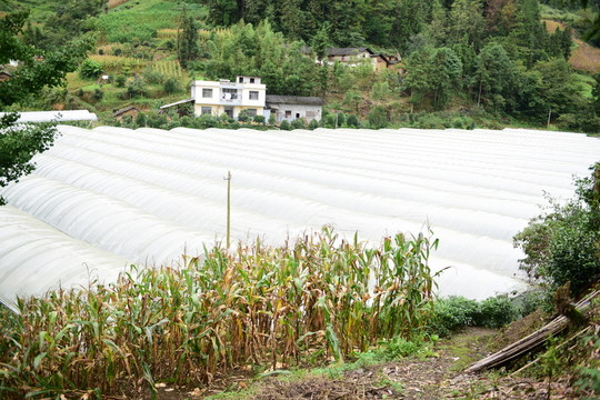 瓜果種植大棚種植