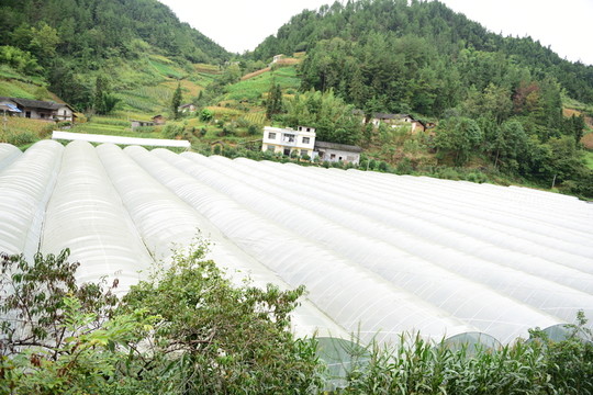 瓜果種植大棚種植