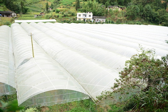 瓜果種植大棚種植