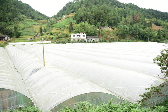 瓜果種植大棚種植