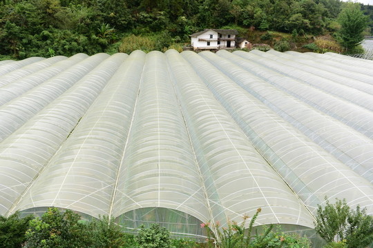 瓜果種植大棚種植