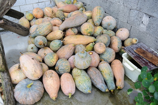 農(nóng)村南瓜
