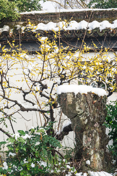 臘梅雪中開(kāi)
