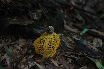 竹蓀