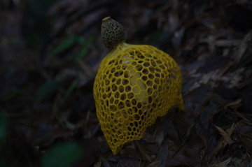 竹蓀