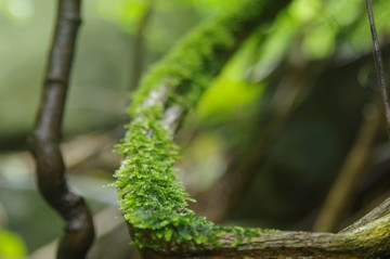 苔蘚