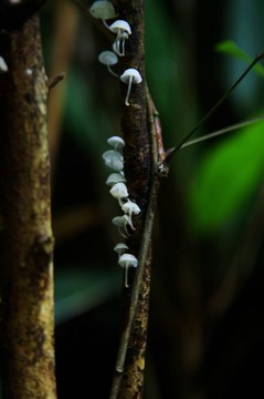 蘑菇
