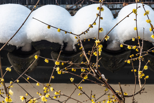 臘梅花雪中開