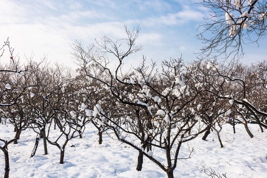 明孝陵景區(qū)梅花山雪景
