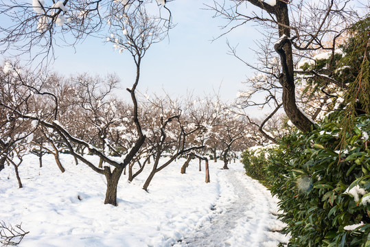 明孝陵景區(qū)梅花山雪景
