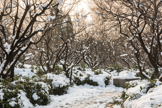 明孝陵景區(qū)梅花山雪景