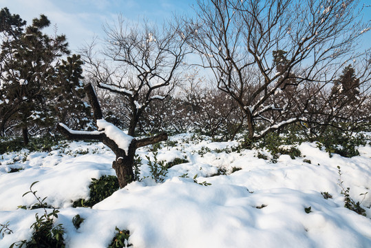 明孝陵景區(qū)梅花山雪景
