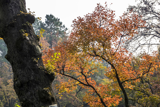 天平山楓樹(shù)