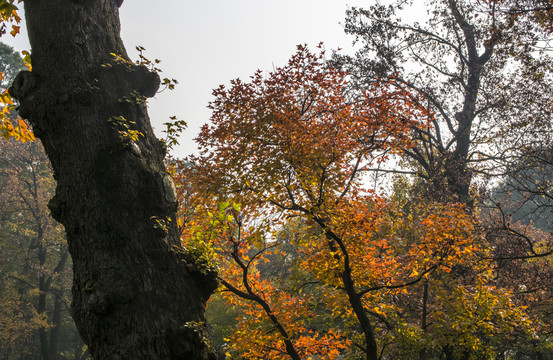 蘇州天平山