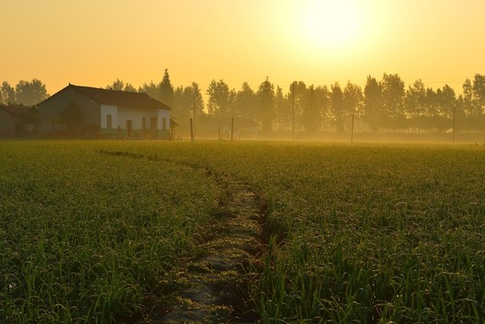 鄉(xiāng)村早晨