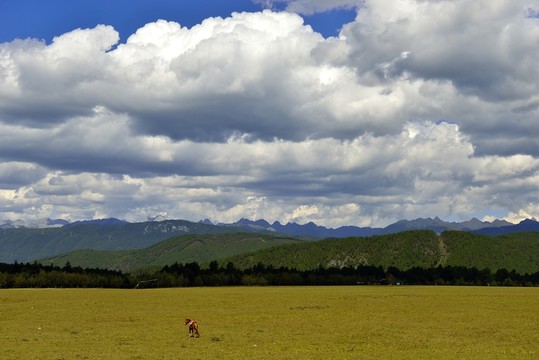 孤獨(dú)的馬