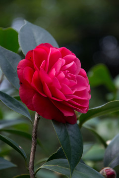 茶花