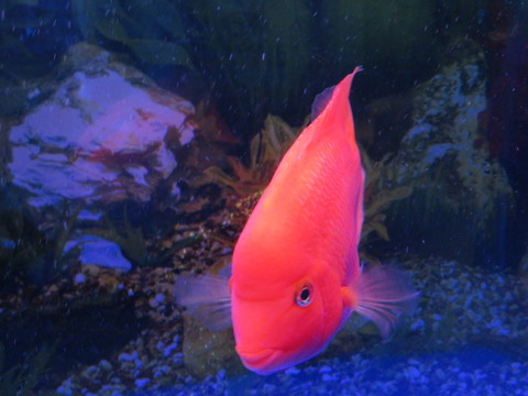 金魚