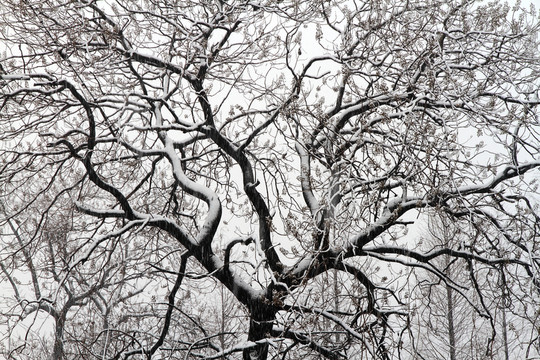 雪樹